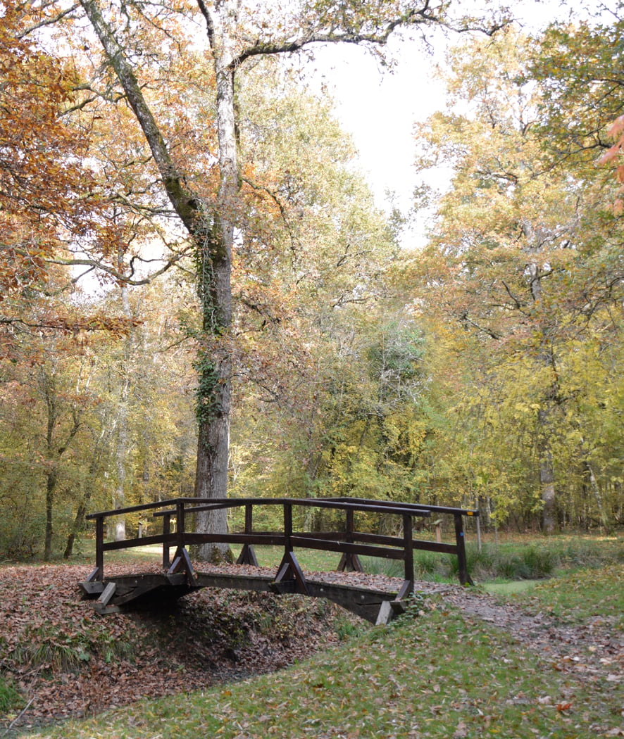 Foret d'Amboise 1