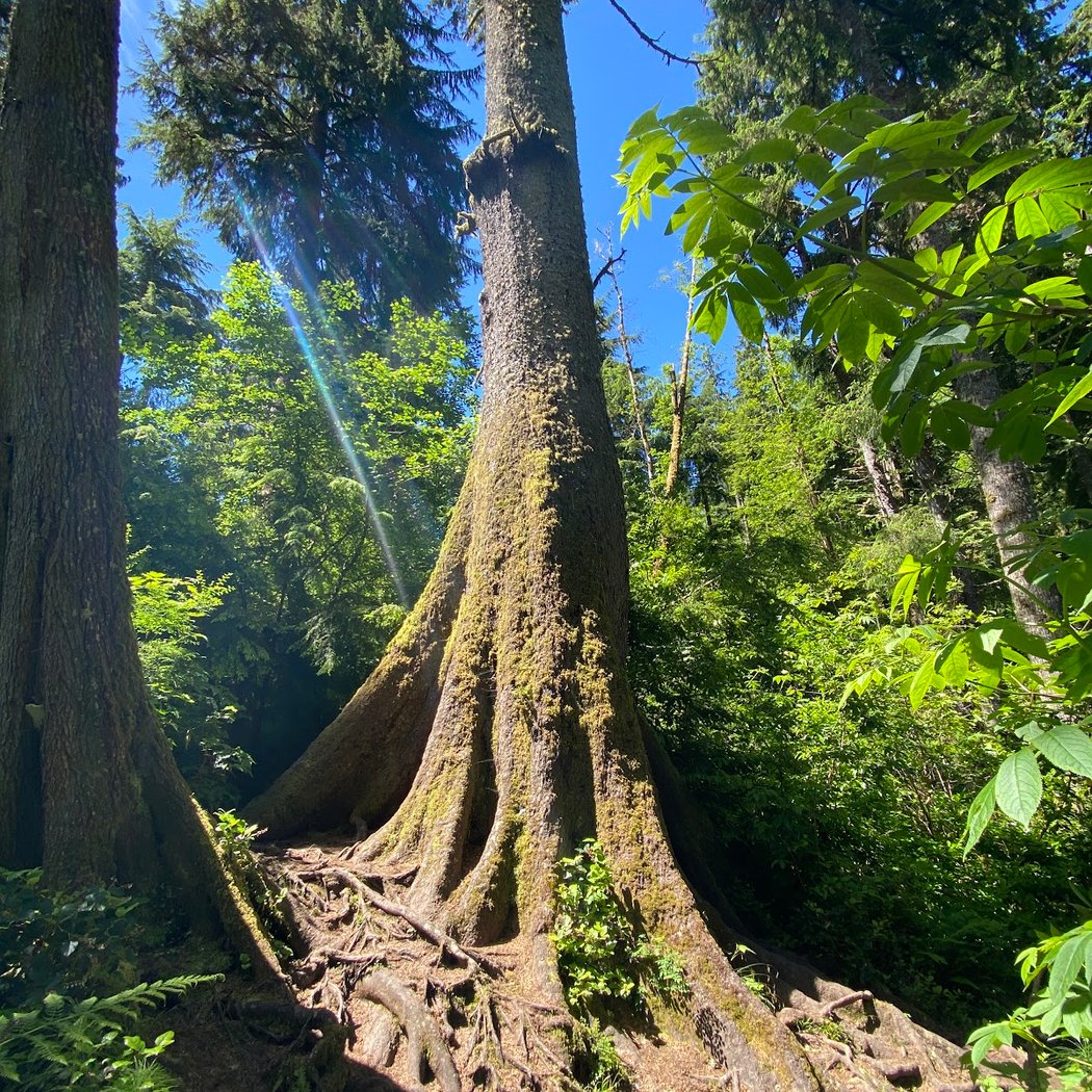 Cathedral Tree Trail 1