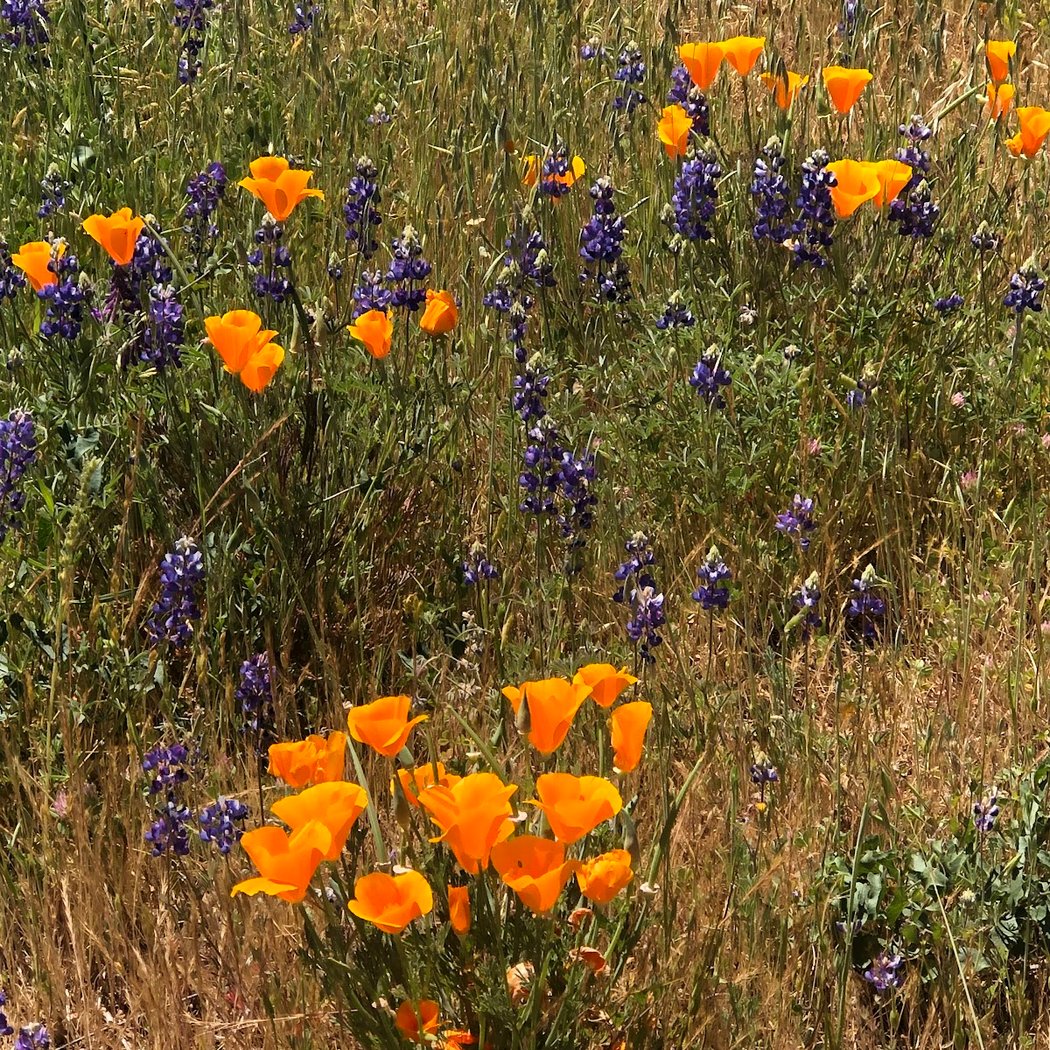 Canyon View Preserve 3