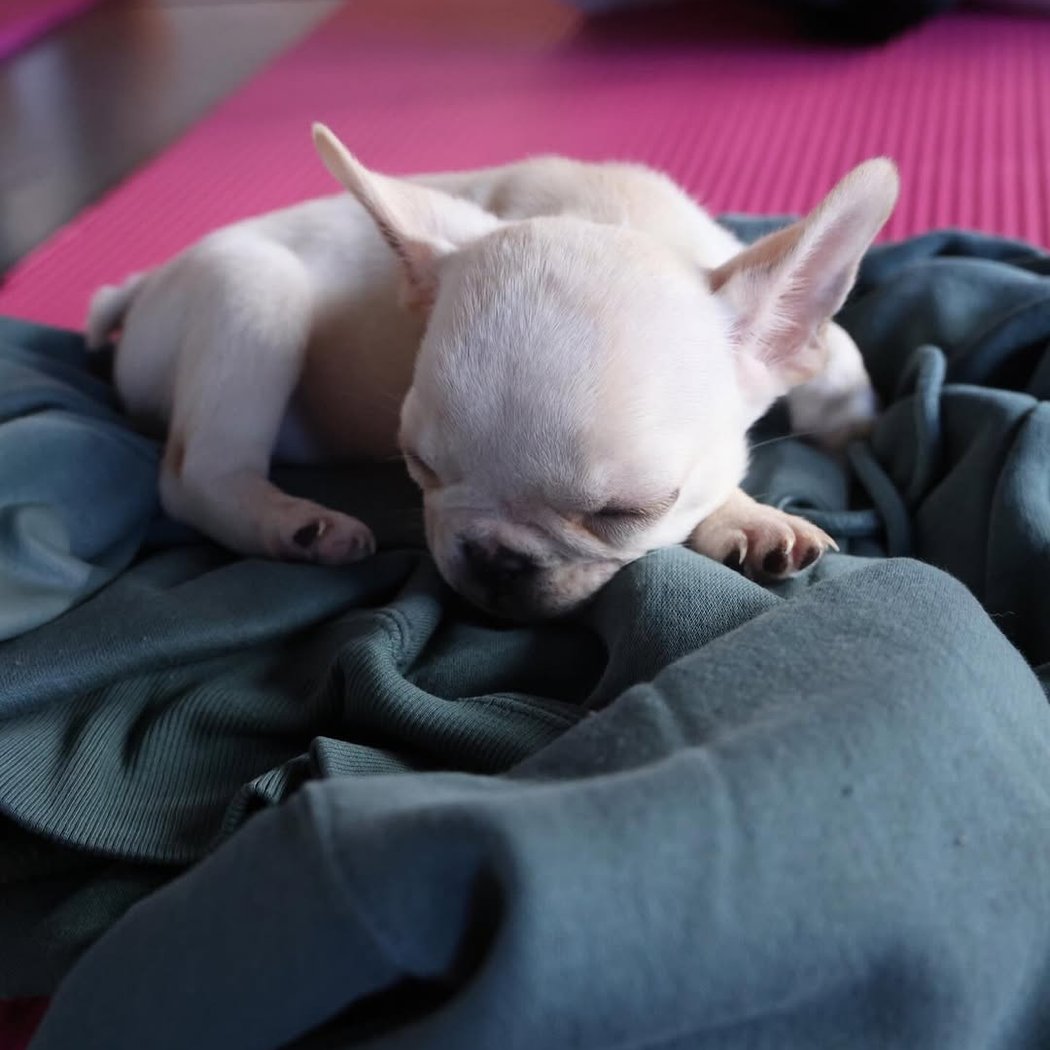 French Bulldog puppy yoga 3