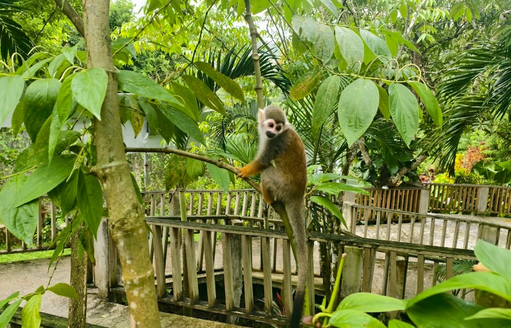 Monkeyland 3