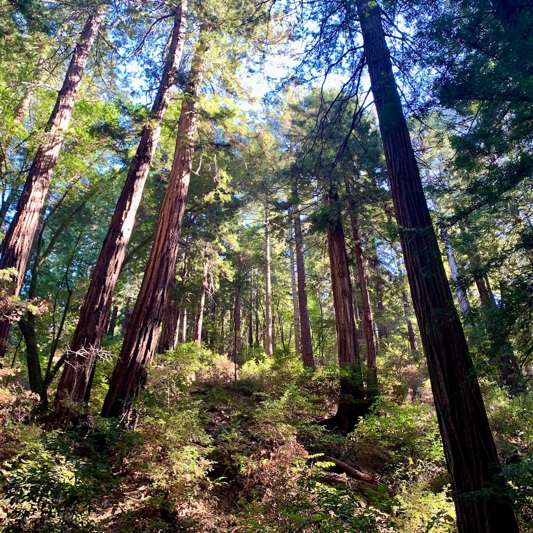 SF EXCURSIONS - Muir Woods Tours / Alcatraz Tours 3