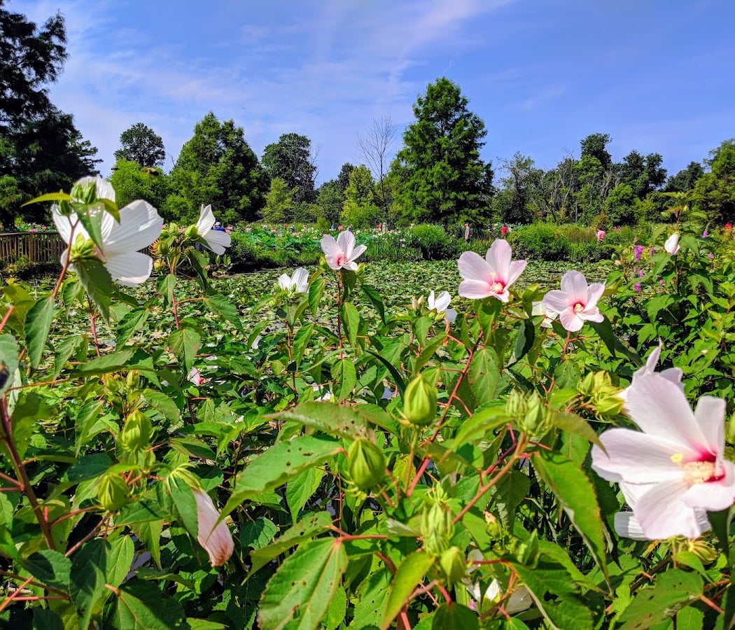 Kenilworth Park & Aquatic Gardens 2