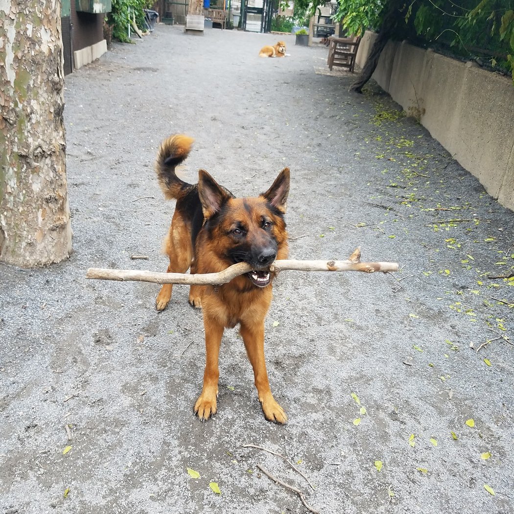 Astro's Community Dog Run 1