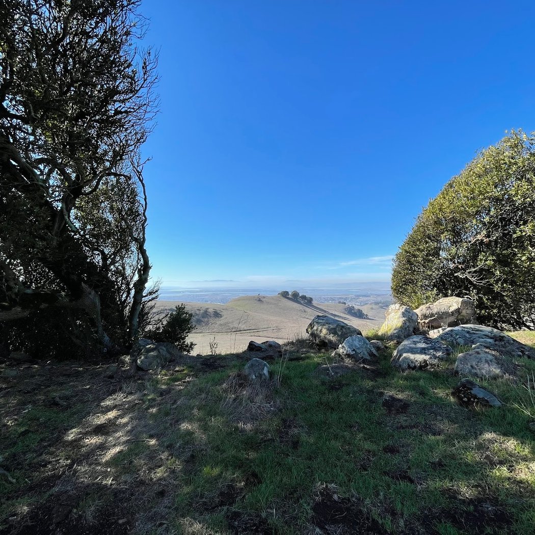 Wantrup Preserve Oak Monitoring 3