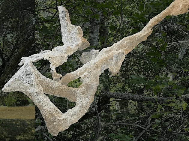 Listening to Trees: A Spinning Time into Form Walk 1