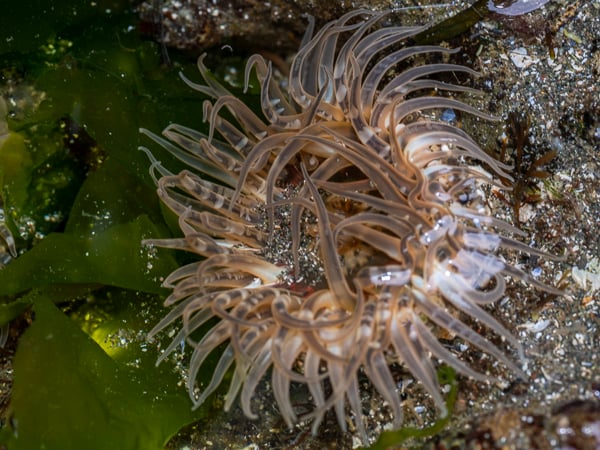 Low Tide Beach Exploration 3