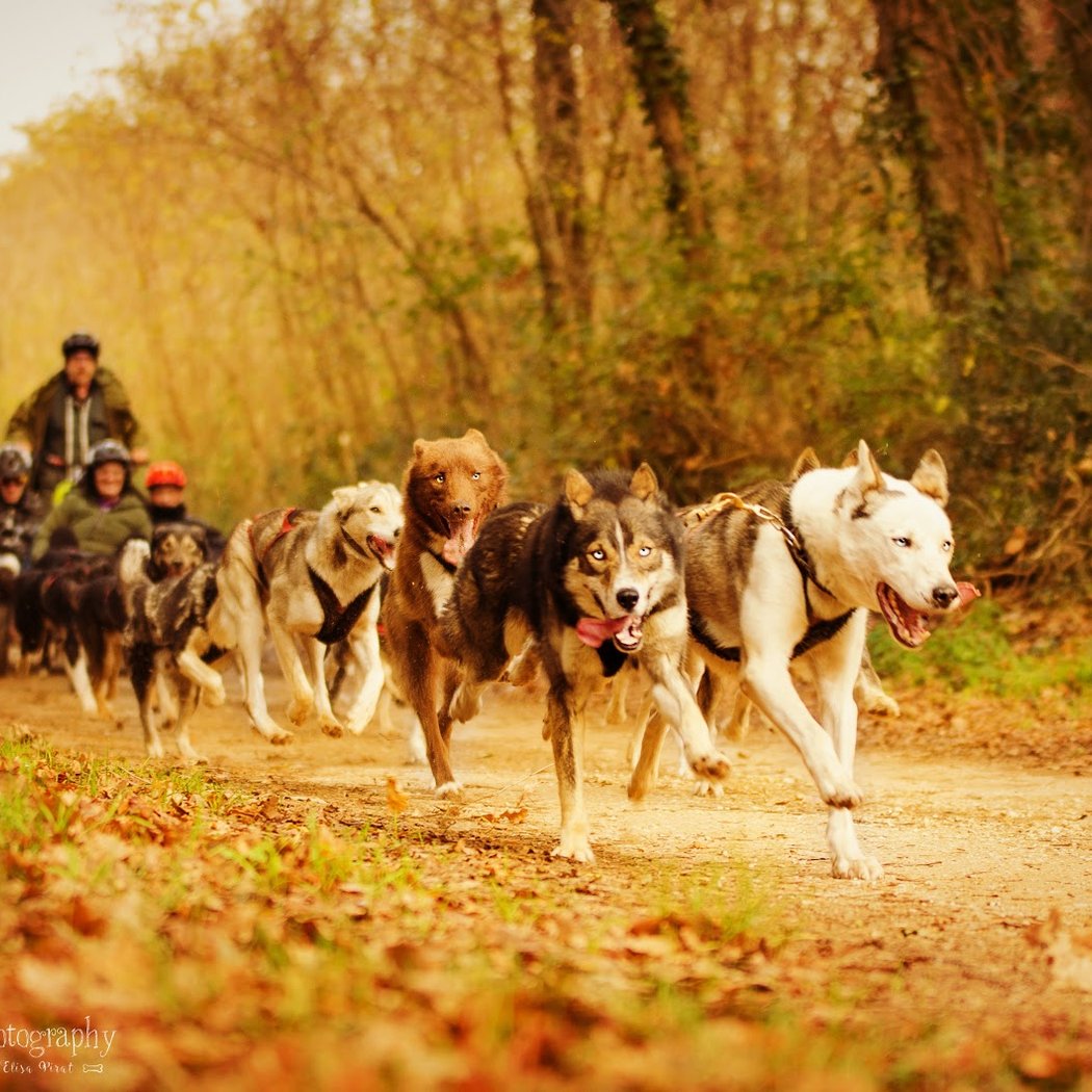 Cani-Kart Chien De Traineau Jauldes 1