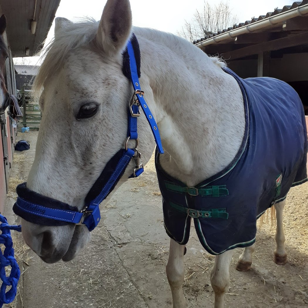 Poney-Club Saint Germain Fourqueux 3
