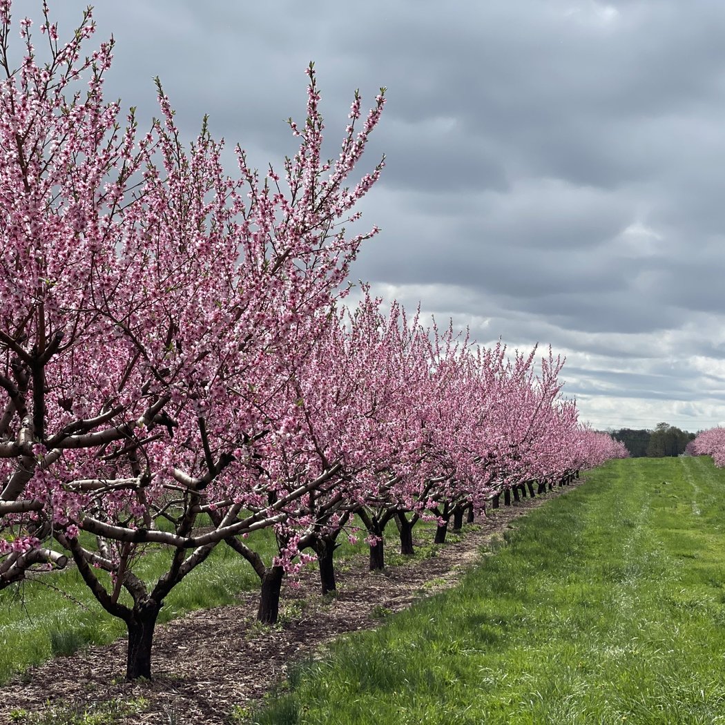 Lyman Orchards 3