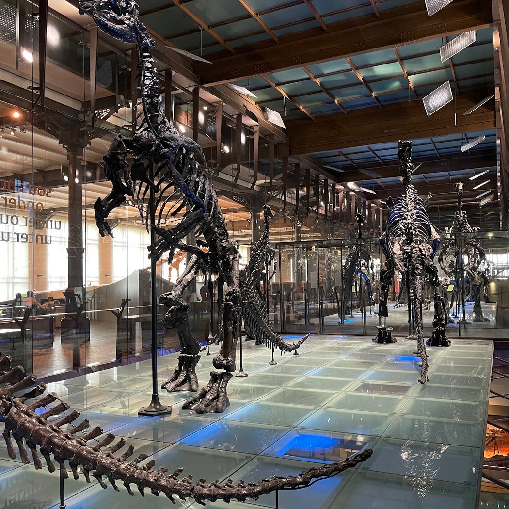 Royal Belgian institute of Natural Sciences 3