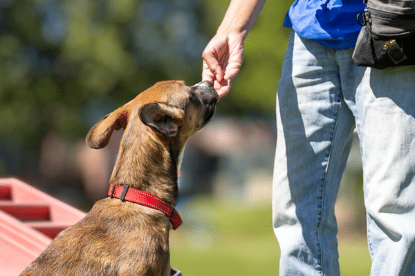 Intermediate Manners For Dogs (Hybrid) 1
