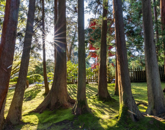 August Forest Bathing 1