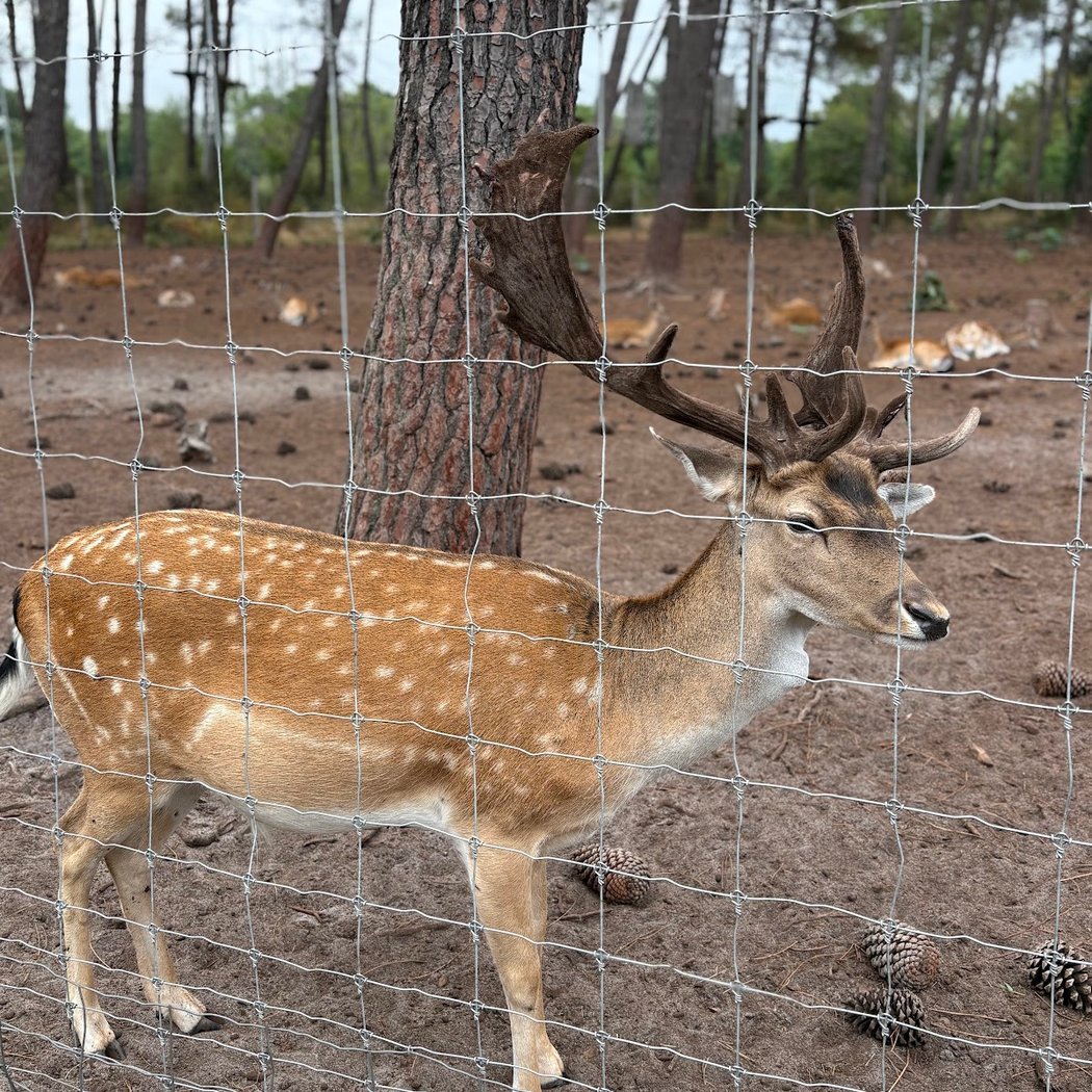 Animalia Parc - Accrobranche - médoc 3