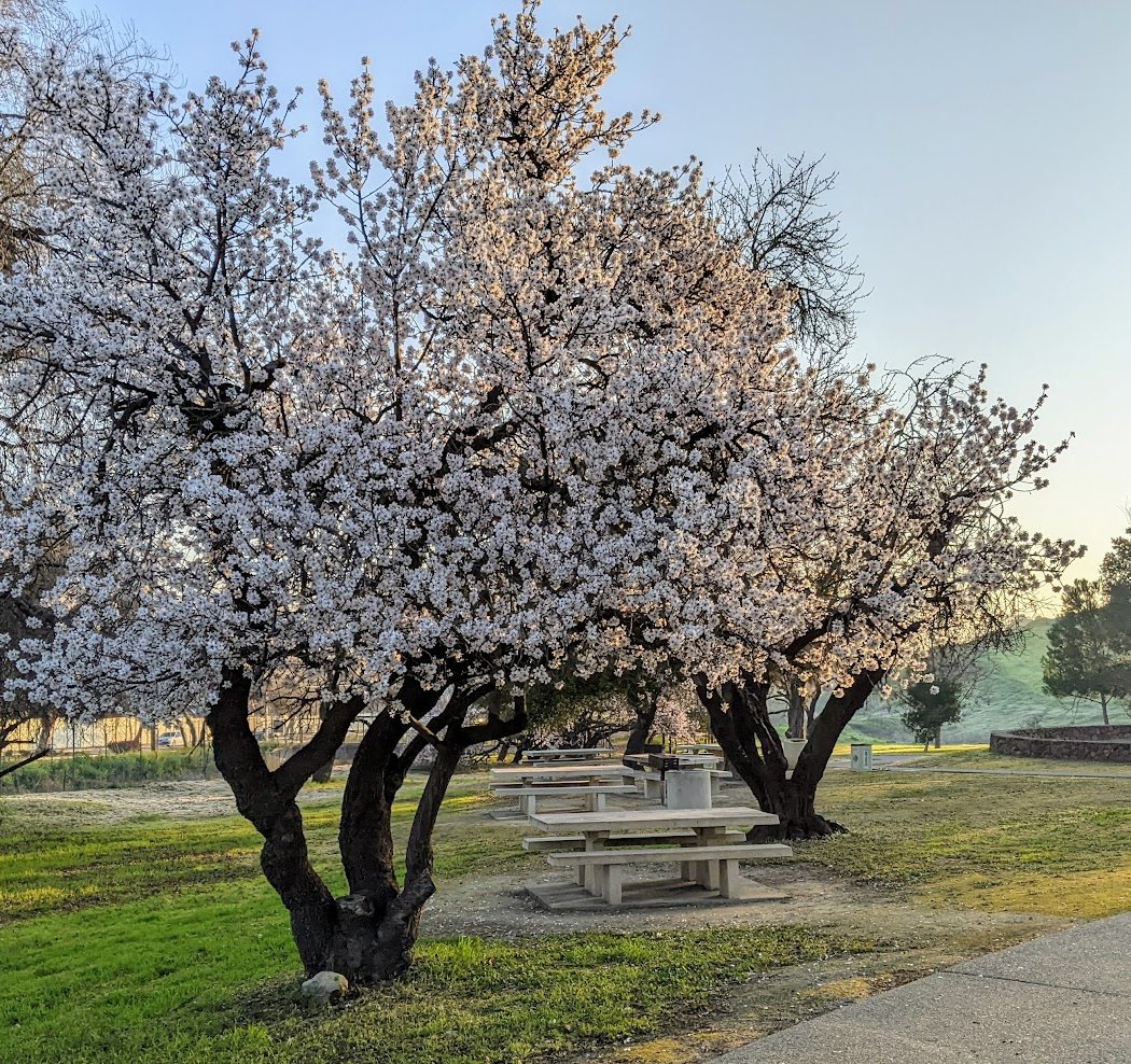Jensen Family Grove 1