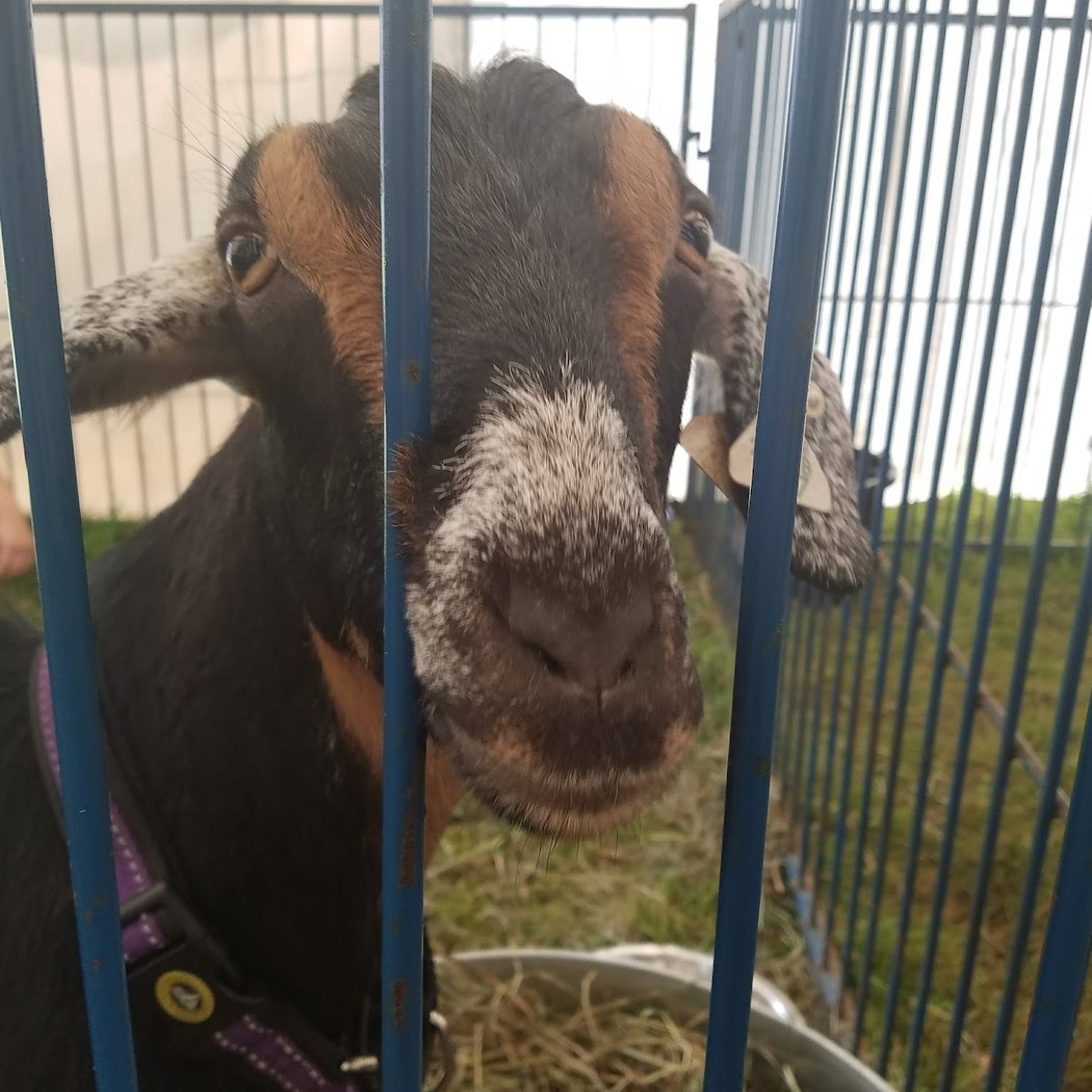 Yorktown Grange Fair 3