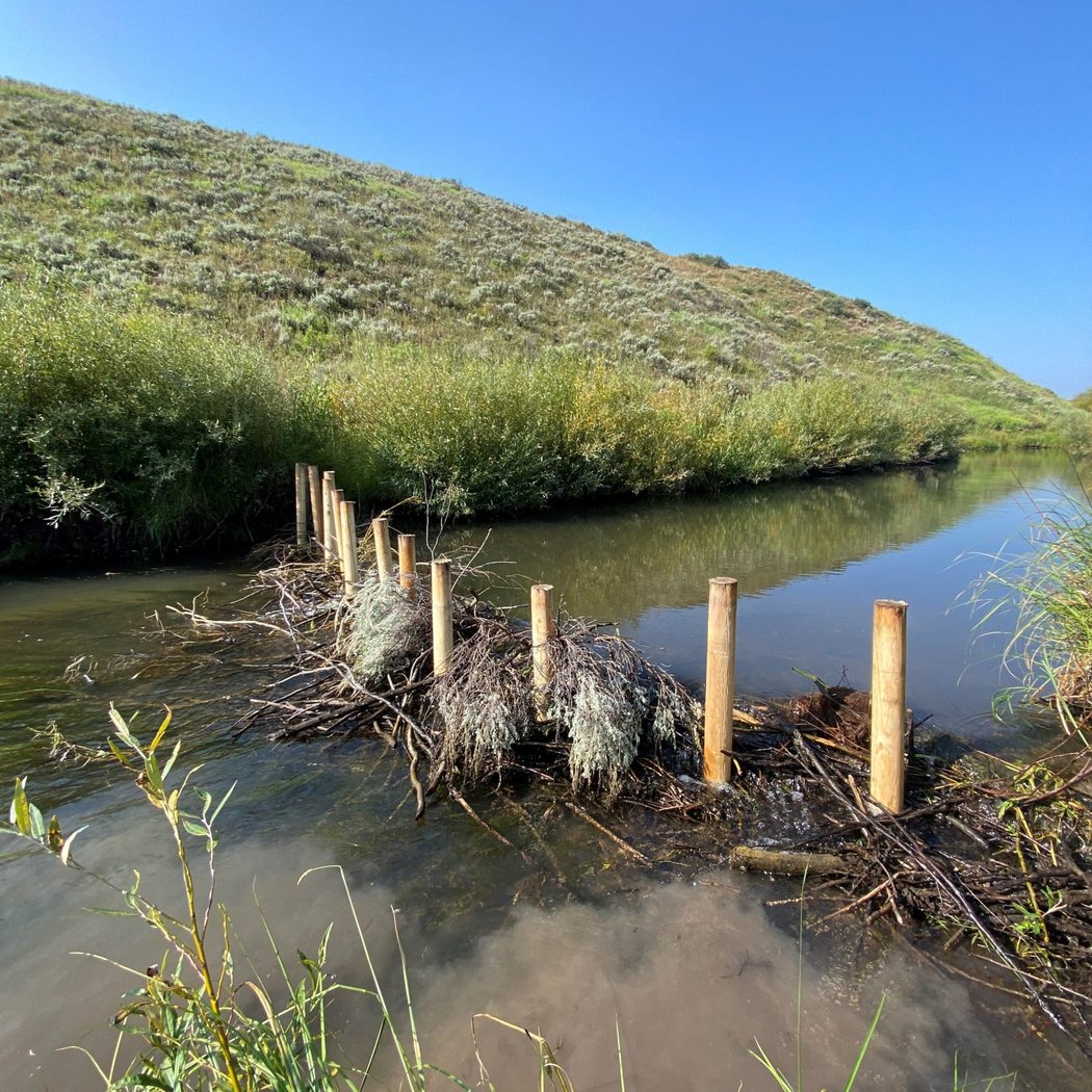 Beaver Dam Analog Construction 3