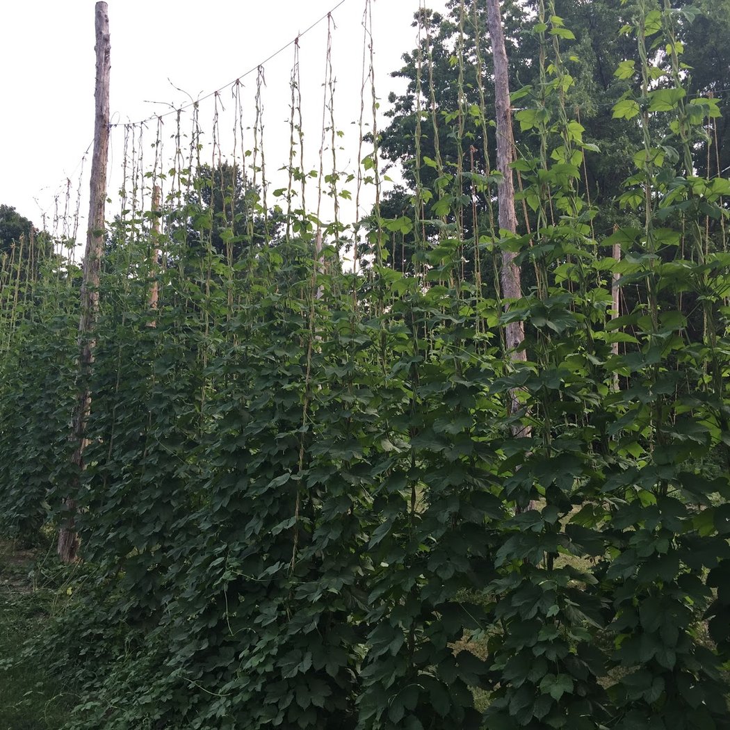 Old Klaverack Hop Farm 2