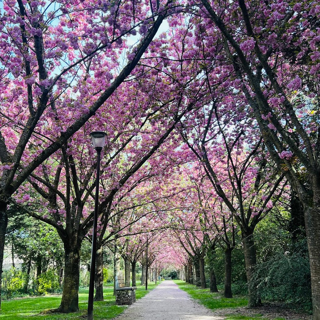 Parc du Cèdre 1