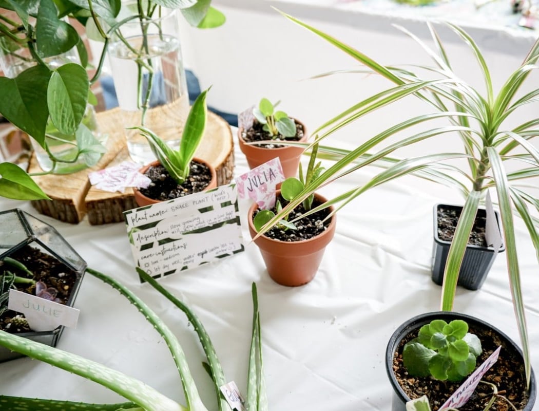 Al-Hadiqa Plant Swap 1