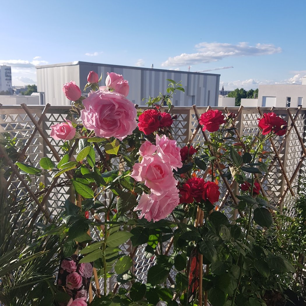 Plaine des Vertus, un terroir de banlieue : visite commentée et atelier participatif 1