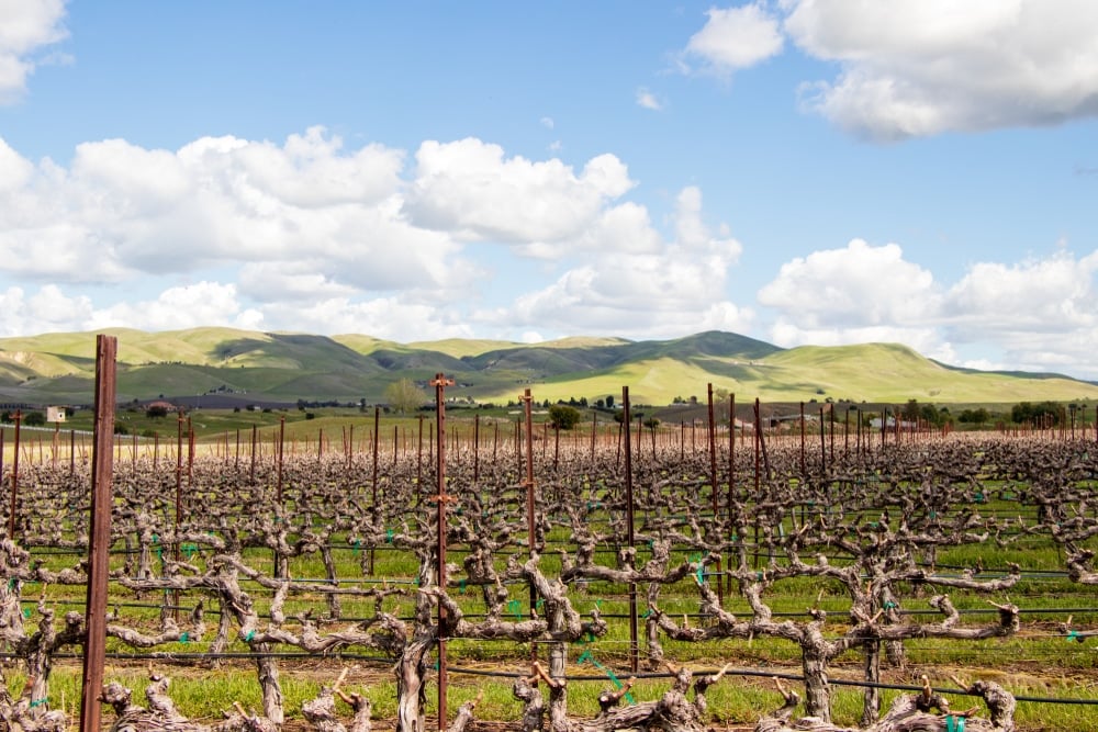 Livermore Valley 1