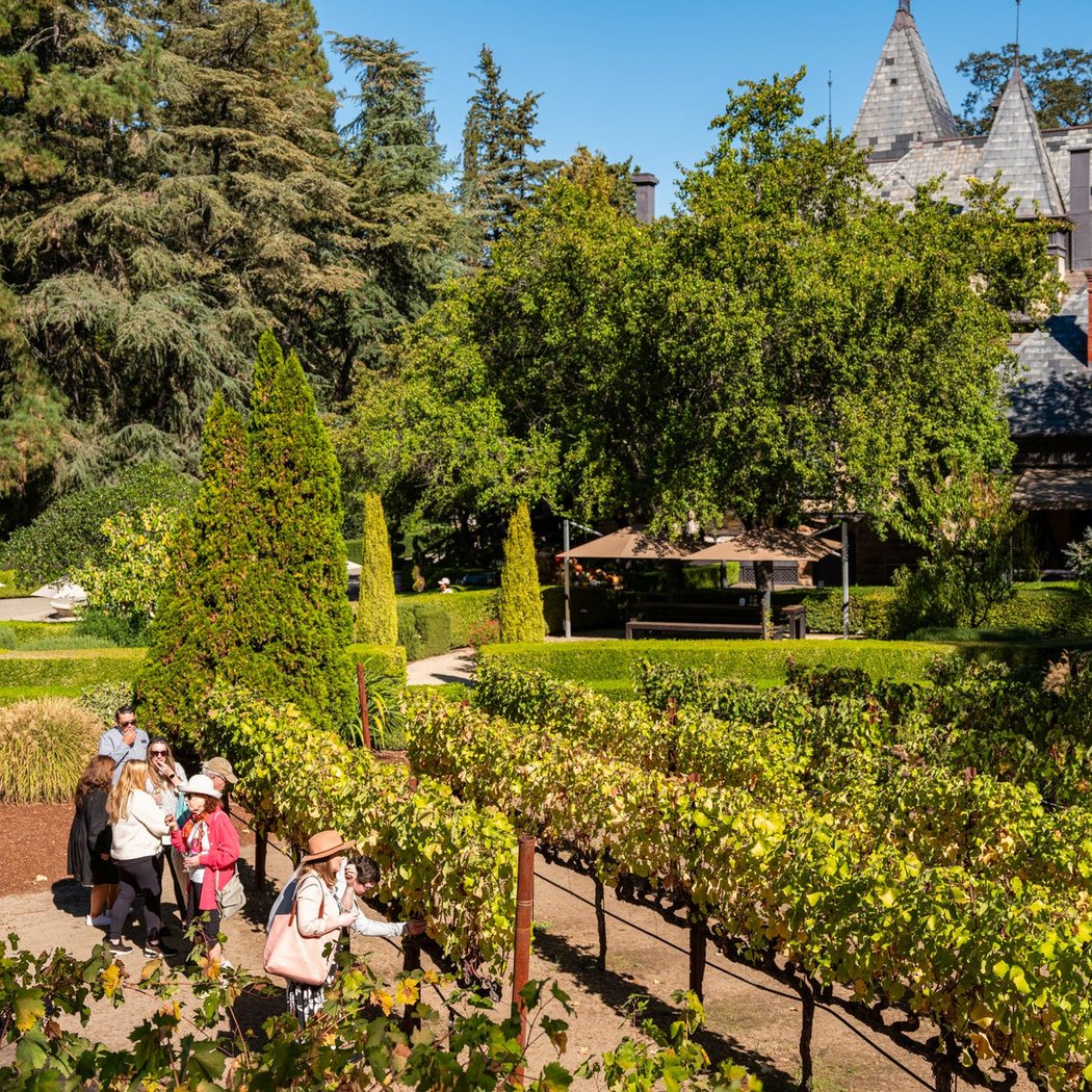 Lunch in the Vineyard 2