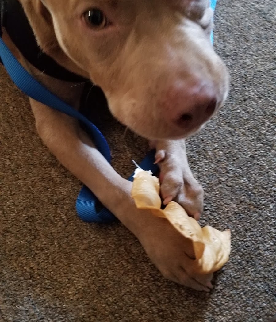 Berkeley Animal Care Services 2