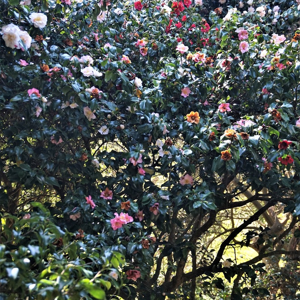 Camellia Garden 3