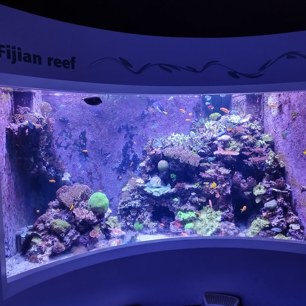 Horniman Aquarium 2