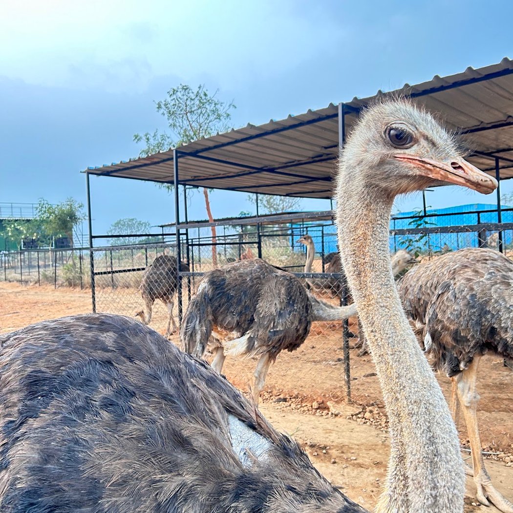 Birds of paradise foundation (NGO) 2