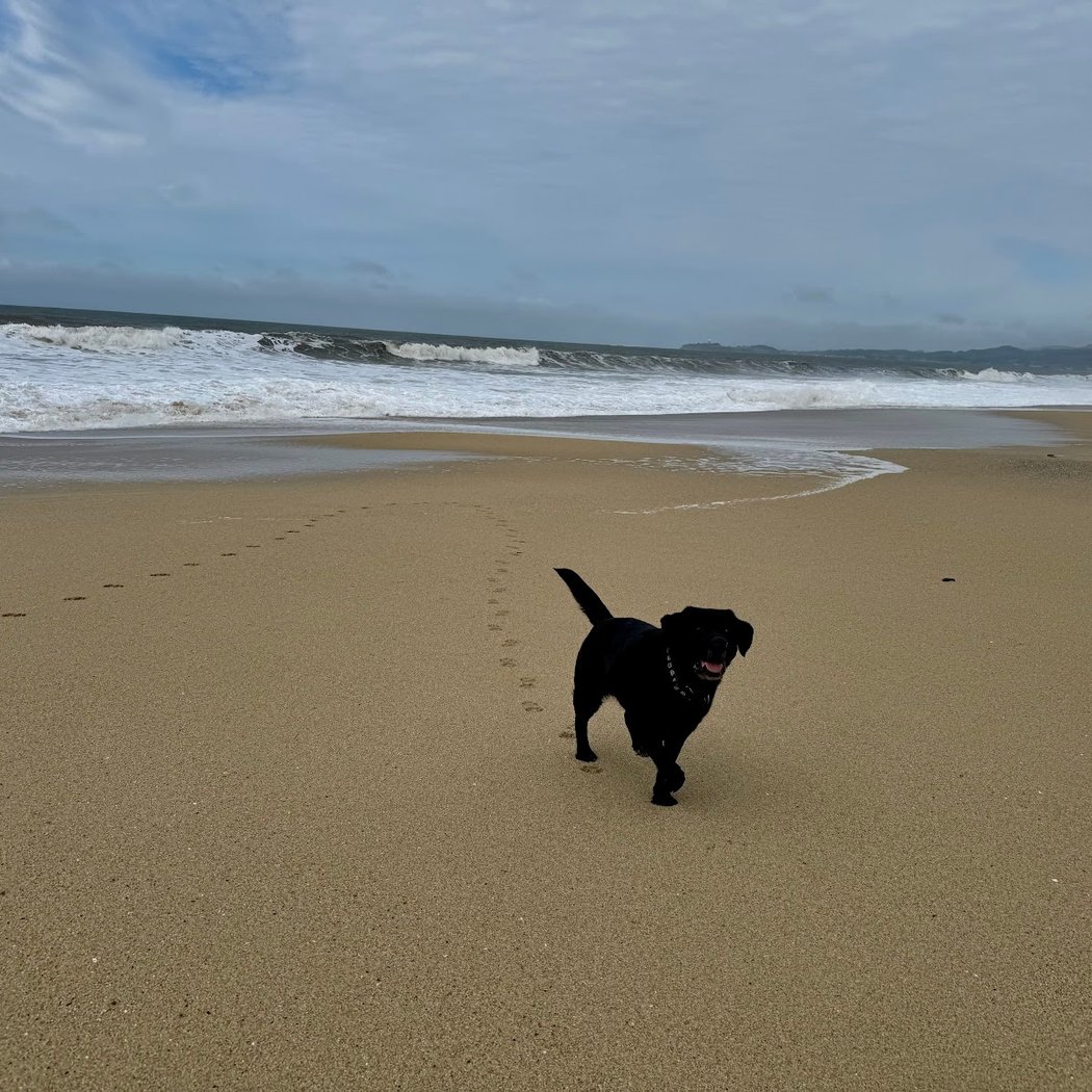 Half Moon Bay Dog Park 1