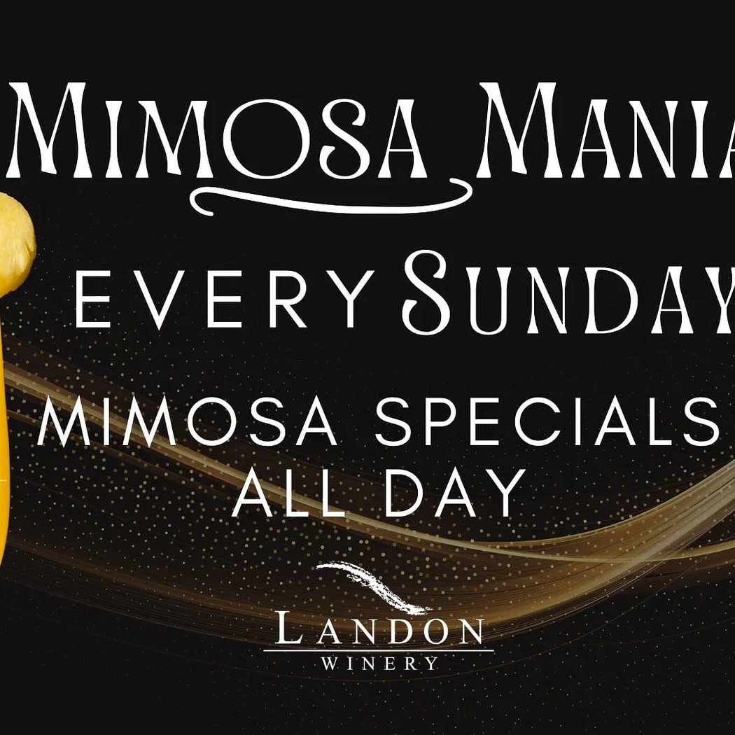 Mimosa Mania Sunday 1