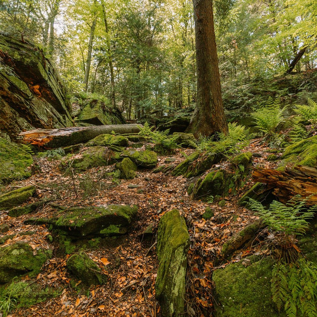 Nature Rx: Moss & MELT Method Workshop 2