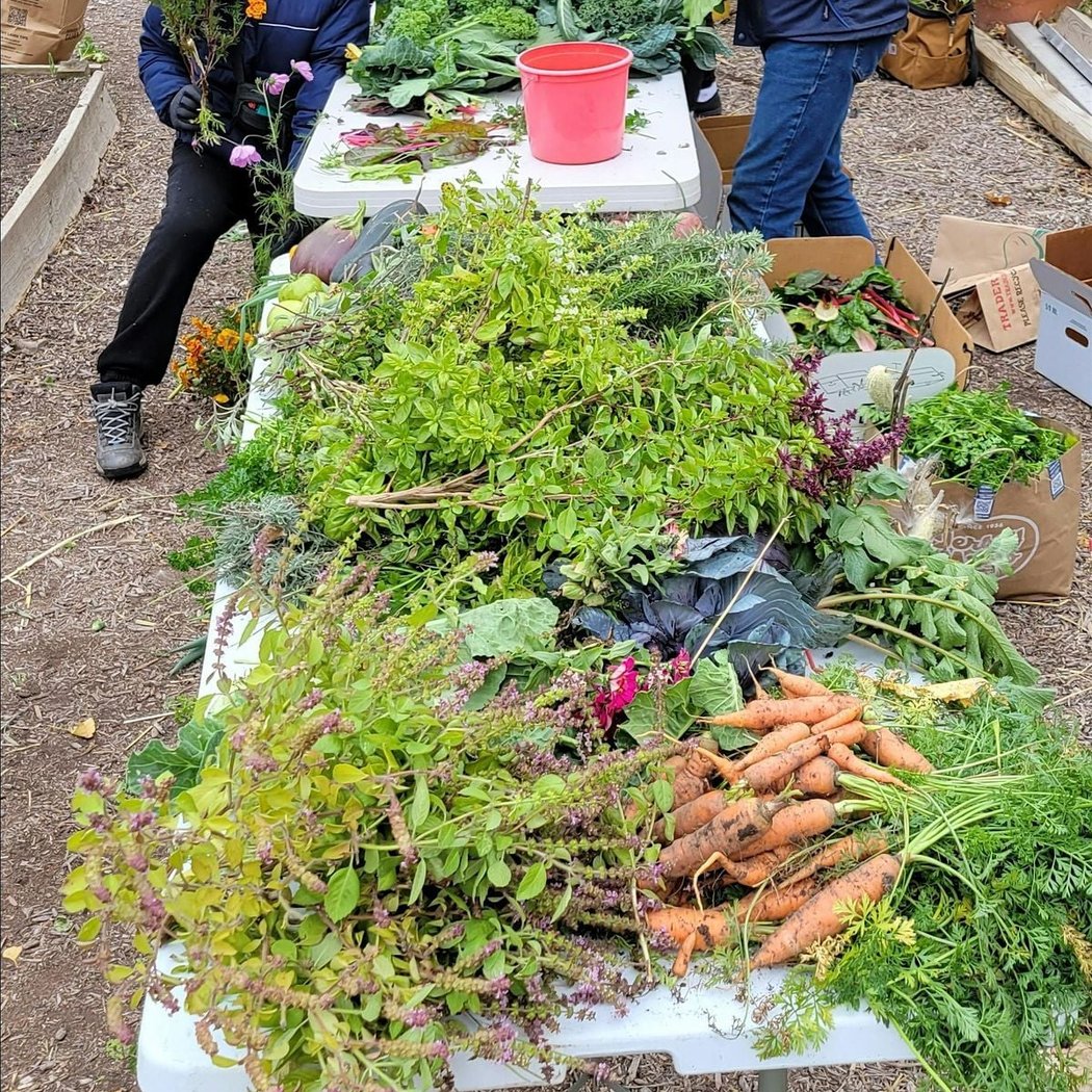 Vedgewater Community Garden Work Day 1