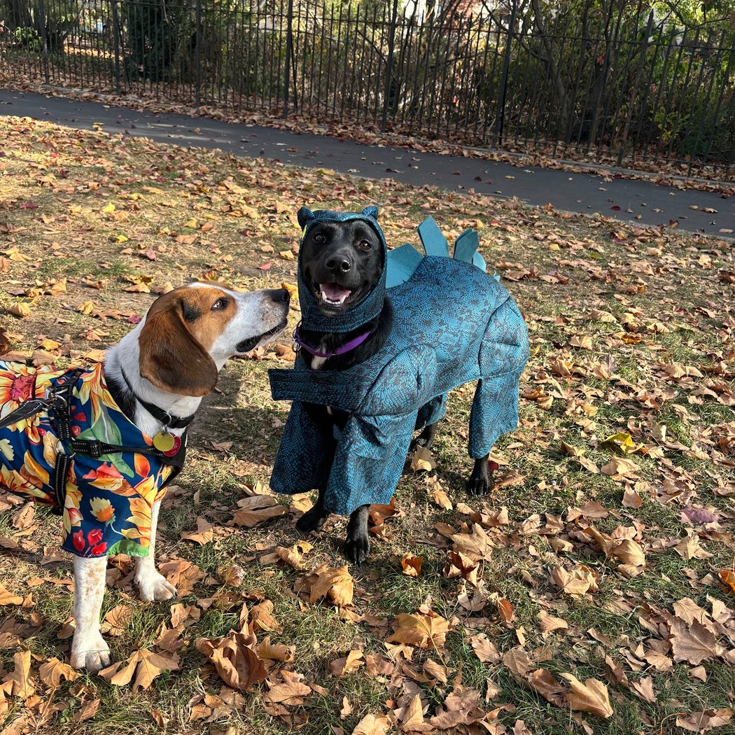 Kensington Dog Run 1