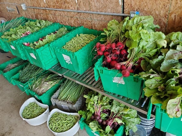 Green Things Farm Collective 2