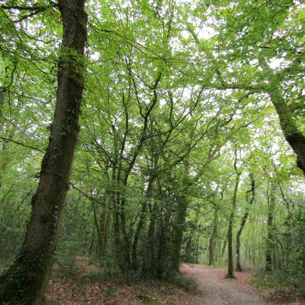 Immersion au coeur de la forêt 3