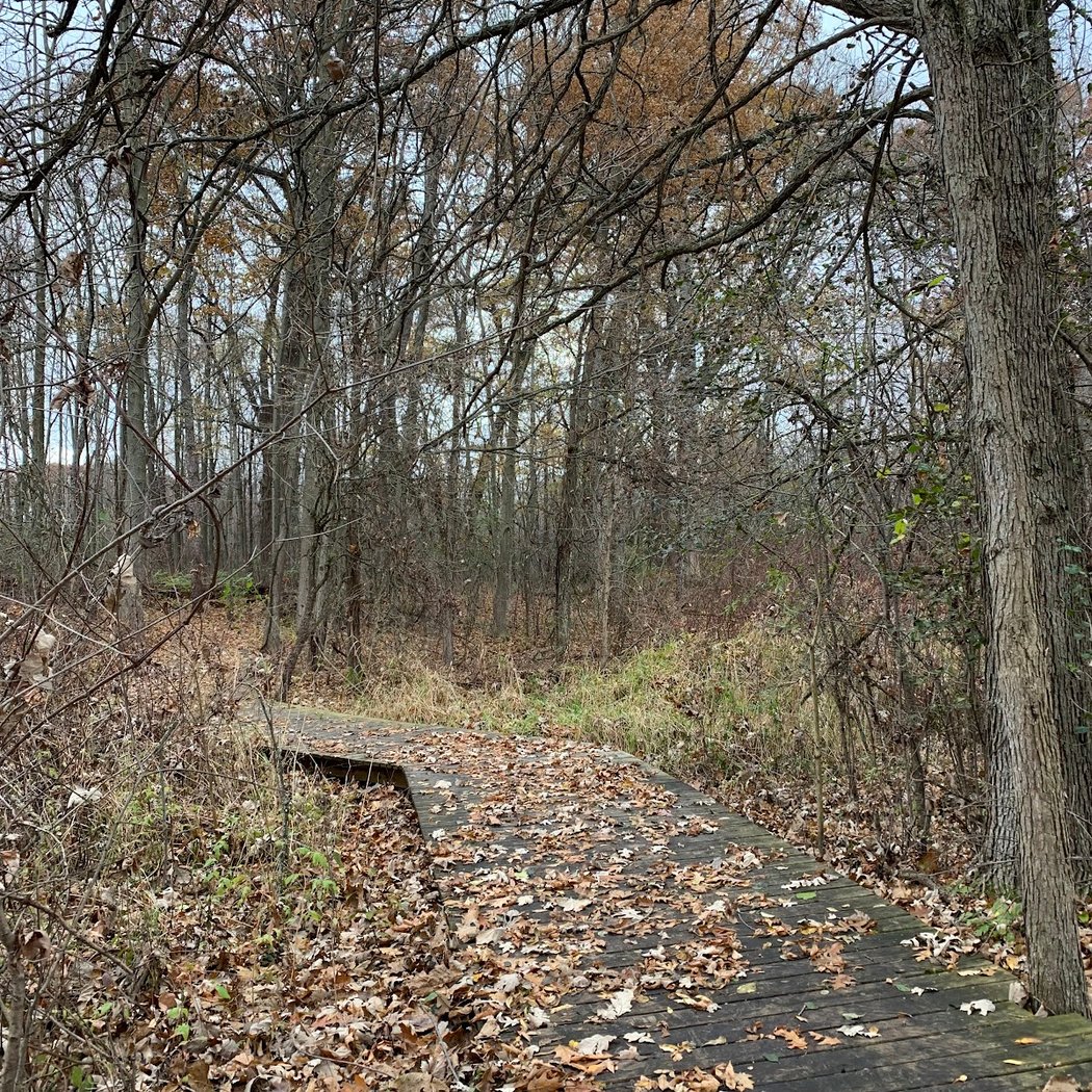 Fall Birding 3
