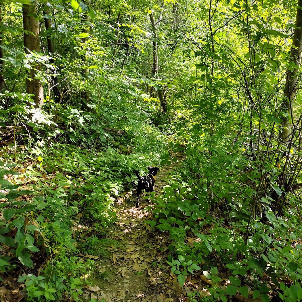 Thompson Pond Preserve 3
