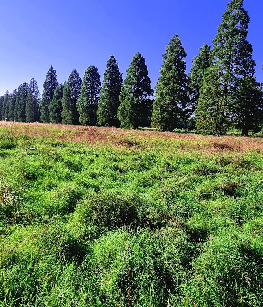 Forêt de Ferrières 1