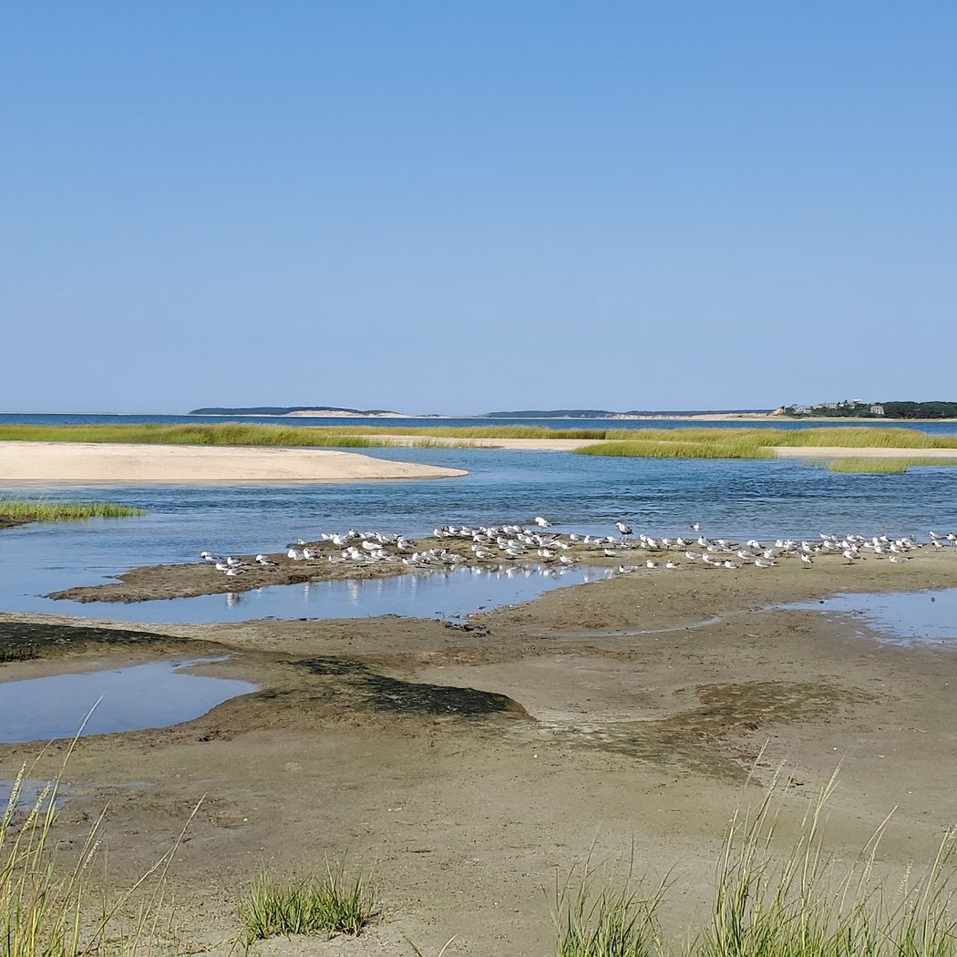 Early Bird Walk at Wellfleet Bay 3