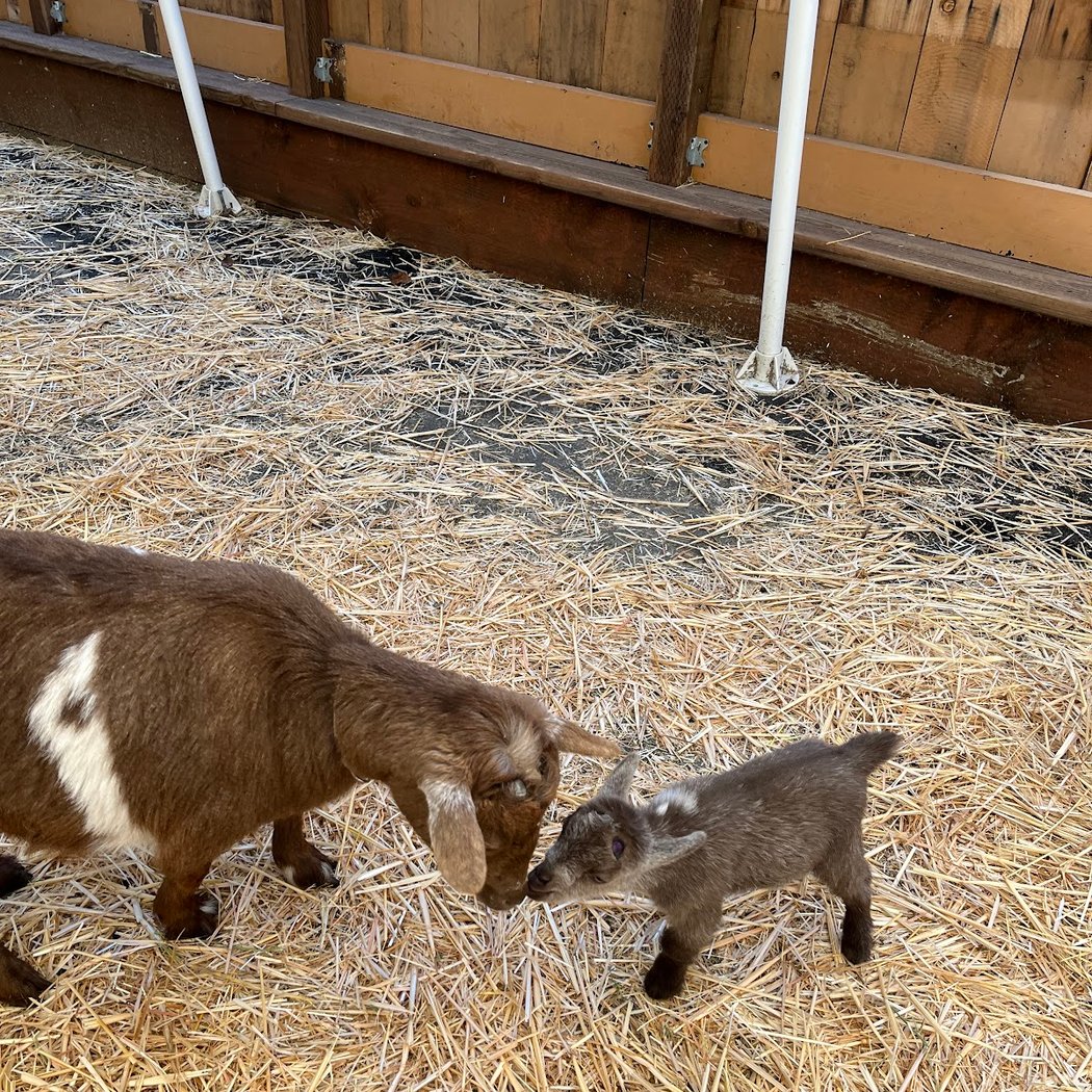 Goat Yoga 1