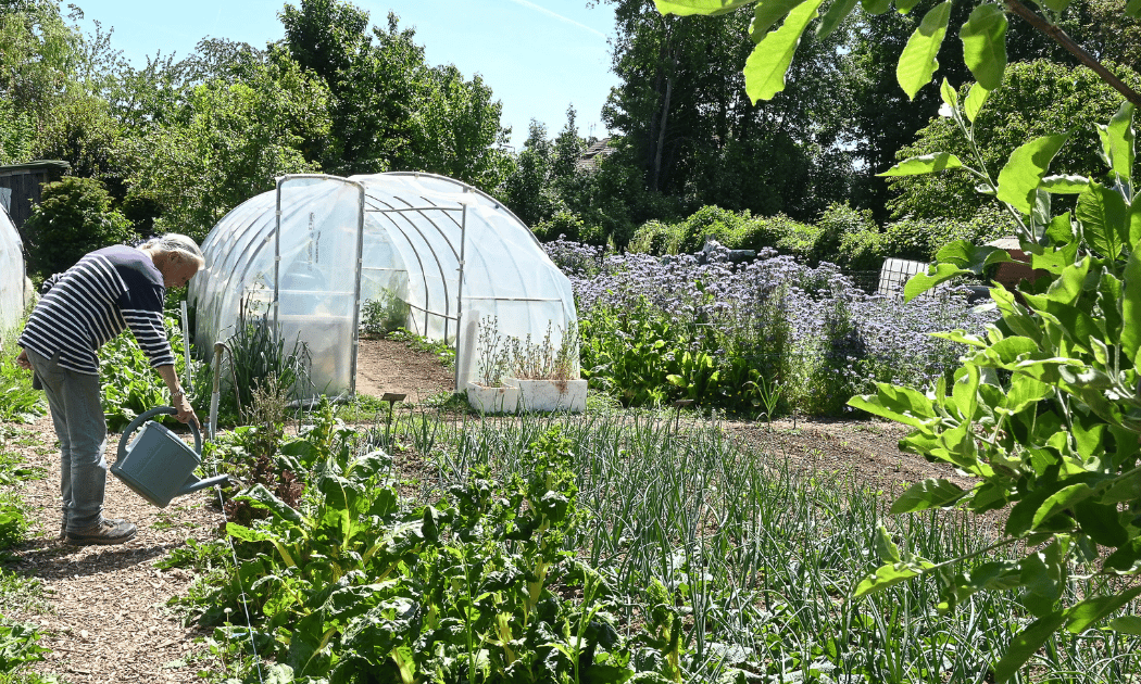 Jardinage au potager à la ferme 1