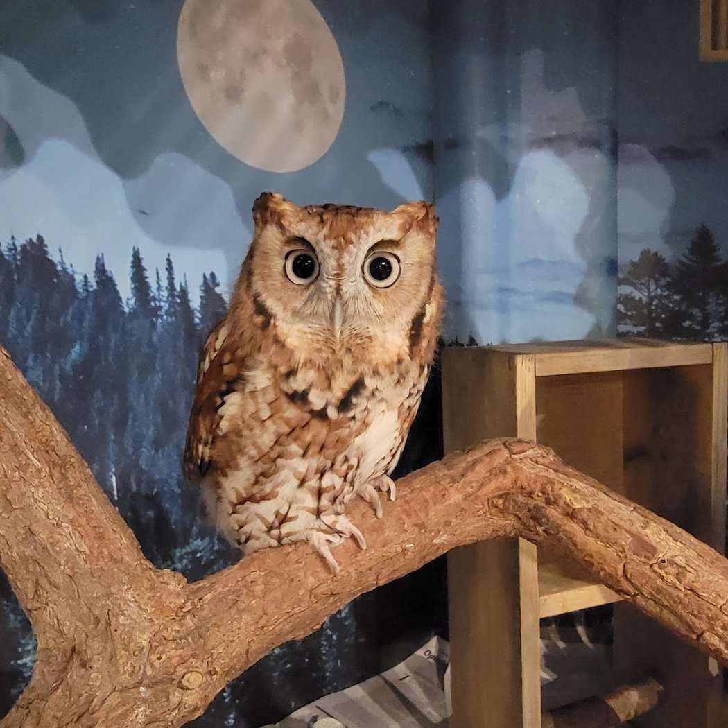 Blue Hills Trailside Museum 1