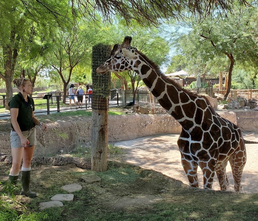 Summer Safari Nights 2