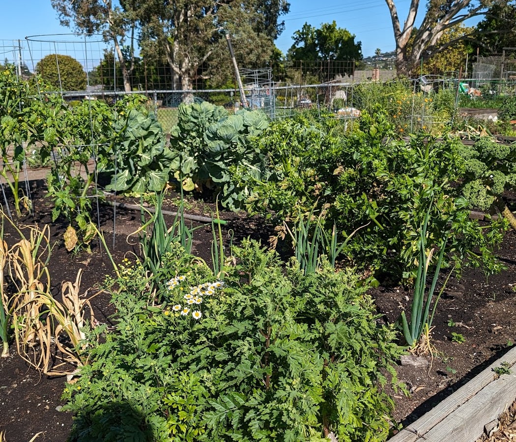 San Mateo Community Garden 2