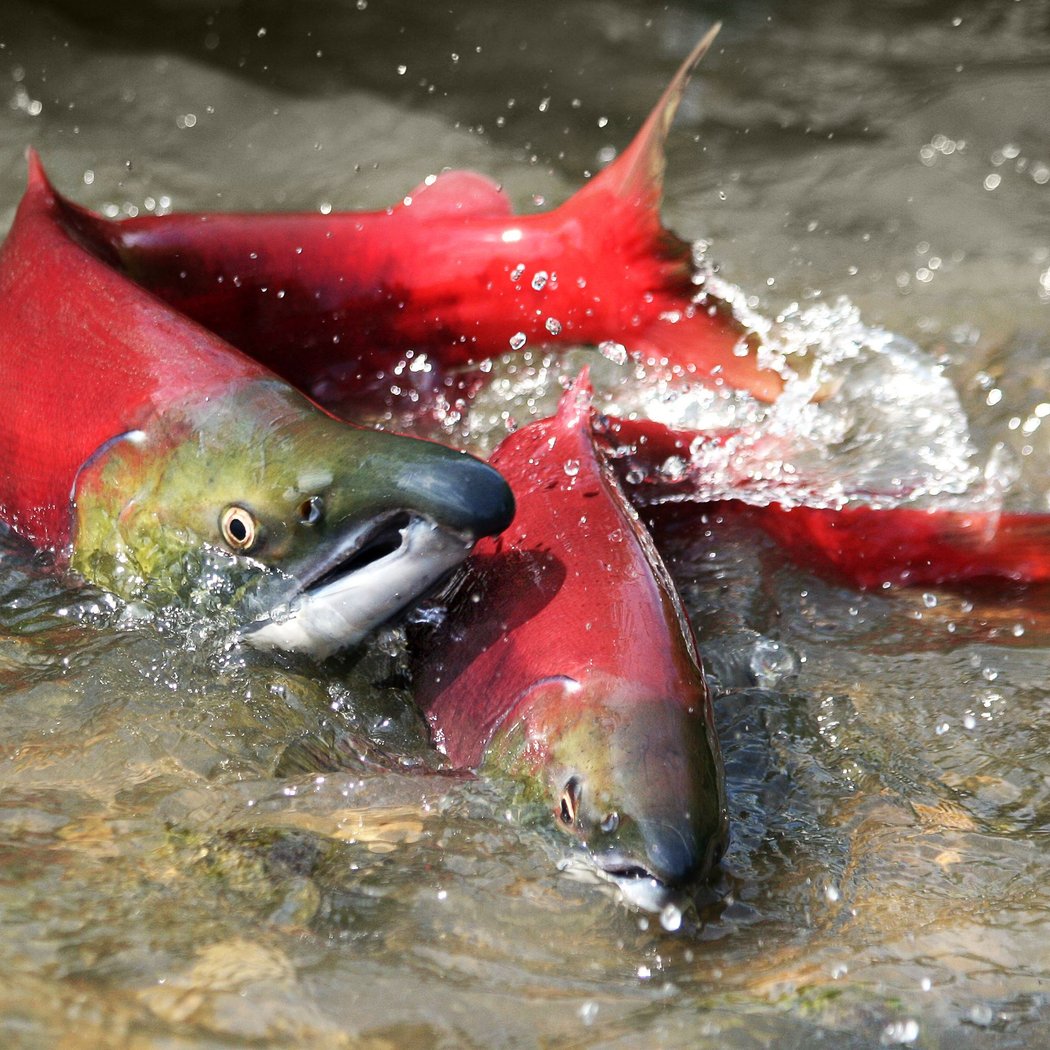 Salmon SEEson