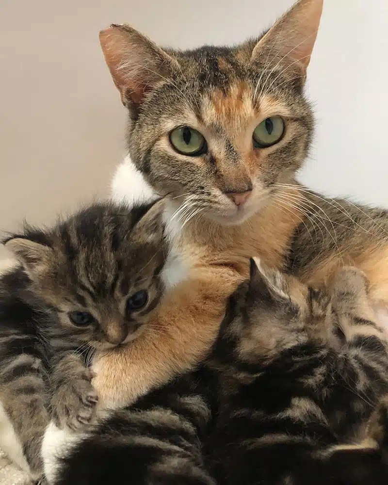 Puppy & Kitten Party 2026 3