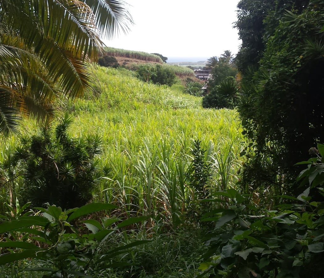 Le Jardin Créole 4